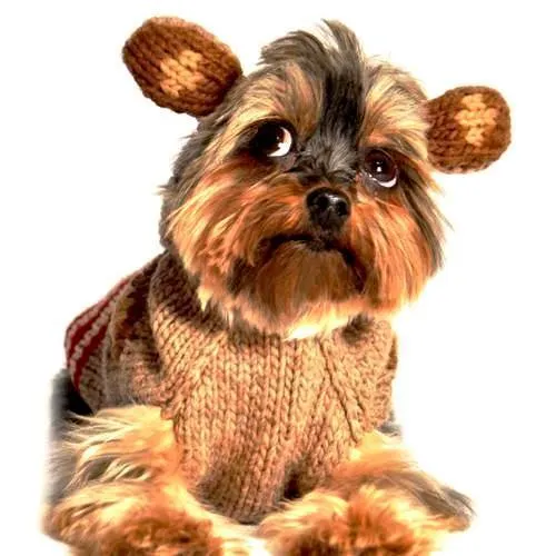 Monkey Hoodie Wool Dog Sweater